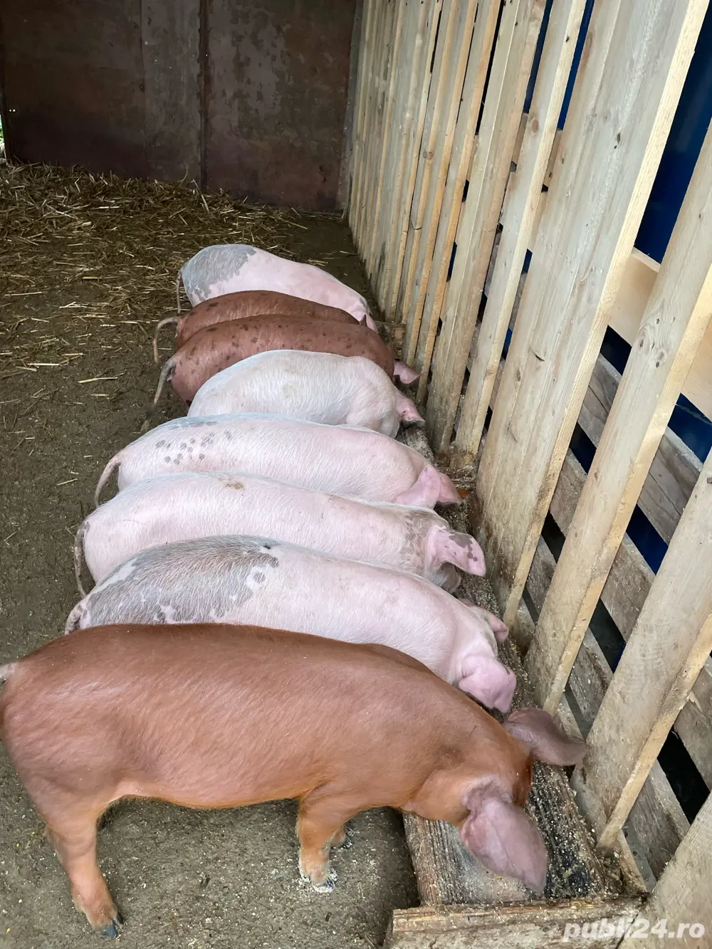 Purcei de vanzare Purcei de vanzare