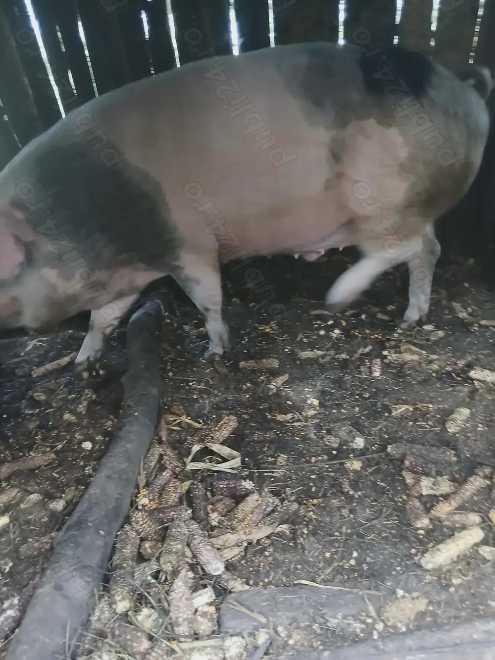 Porci de vânzare 
