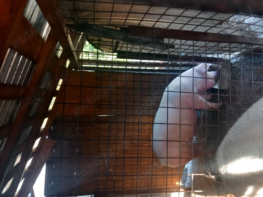 Se arvunesc pentru Crăciun 