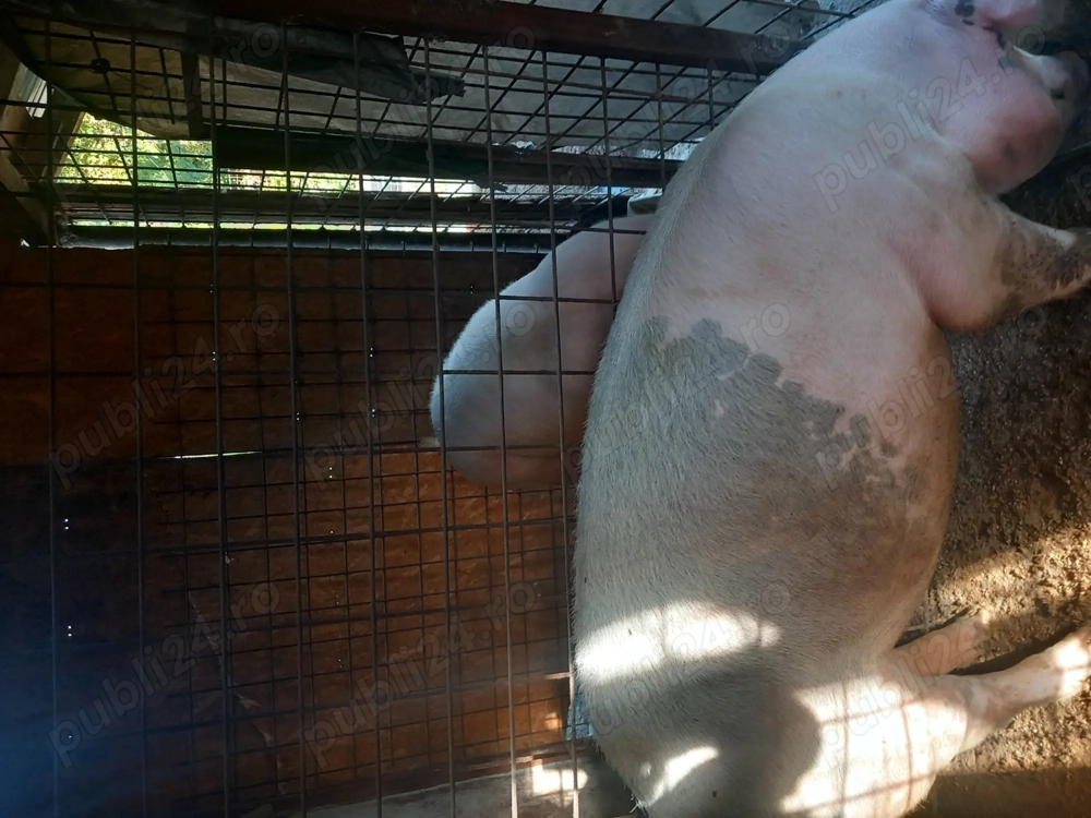 Se arvunesc porci pt Crăciun  Se arvunesc porci pt Crăciun