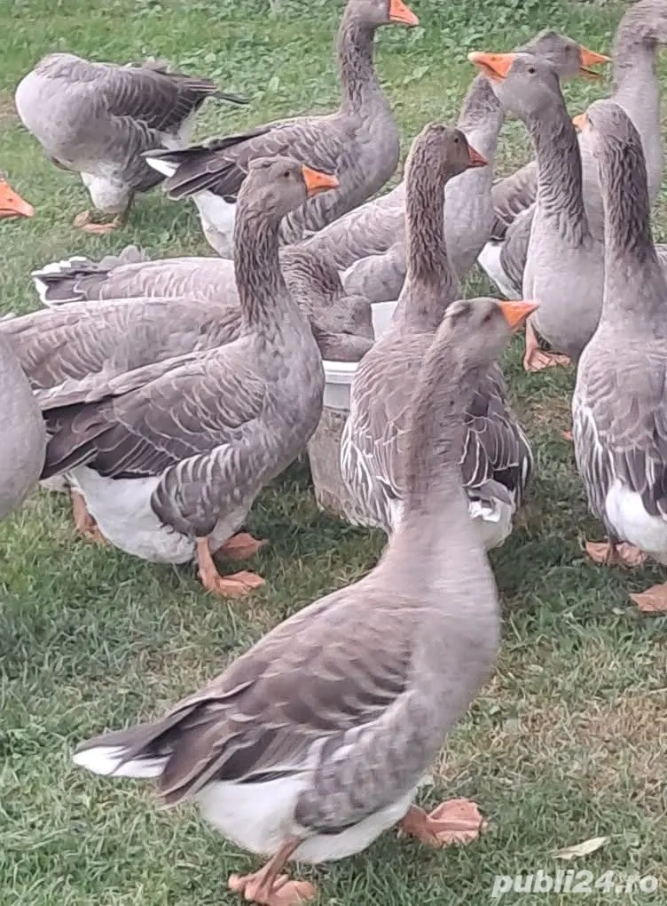 vind 15 giste rasa tulos grase 