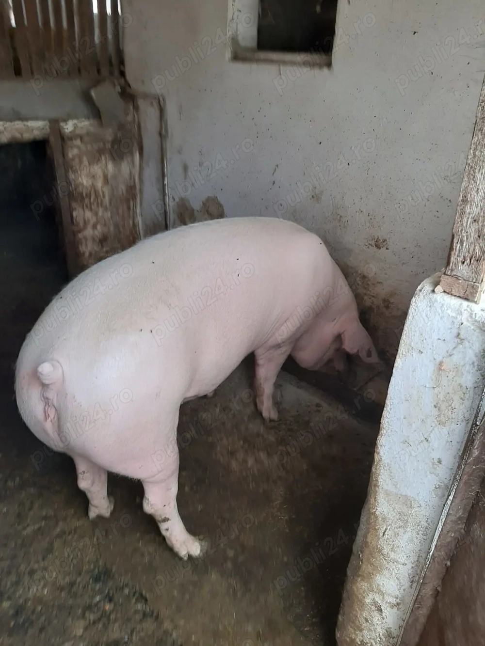 Vând scroafe landrace