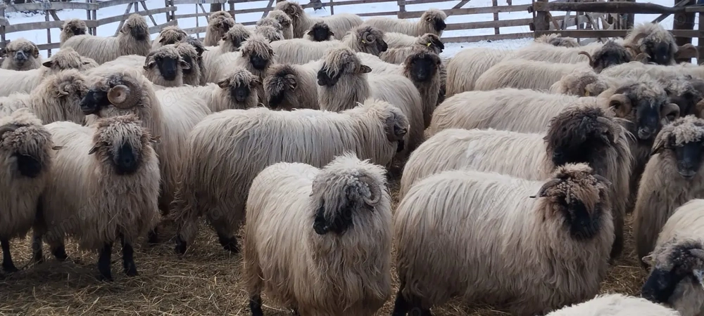 Oi si berbeci bucalai