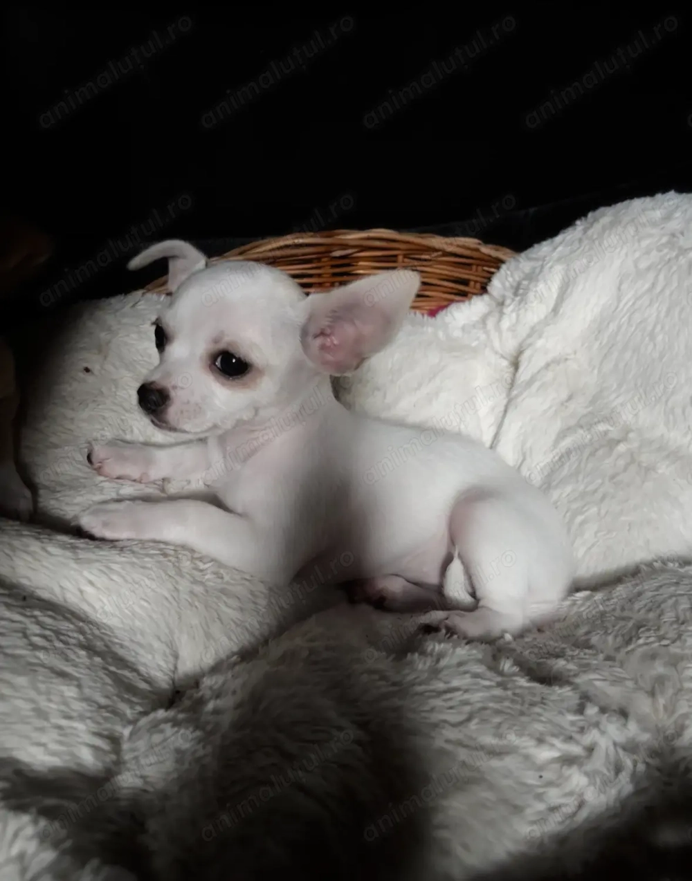 Vând pui de Chihuahua 