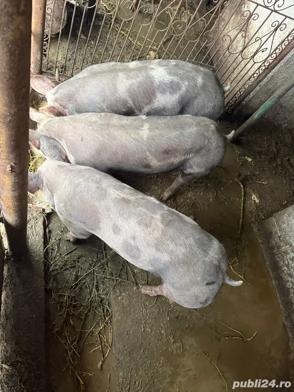 vand porci pietrean rasa curata