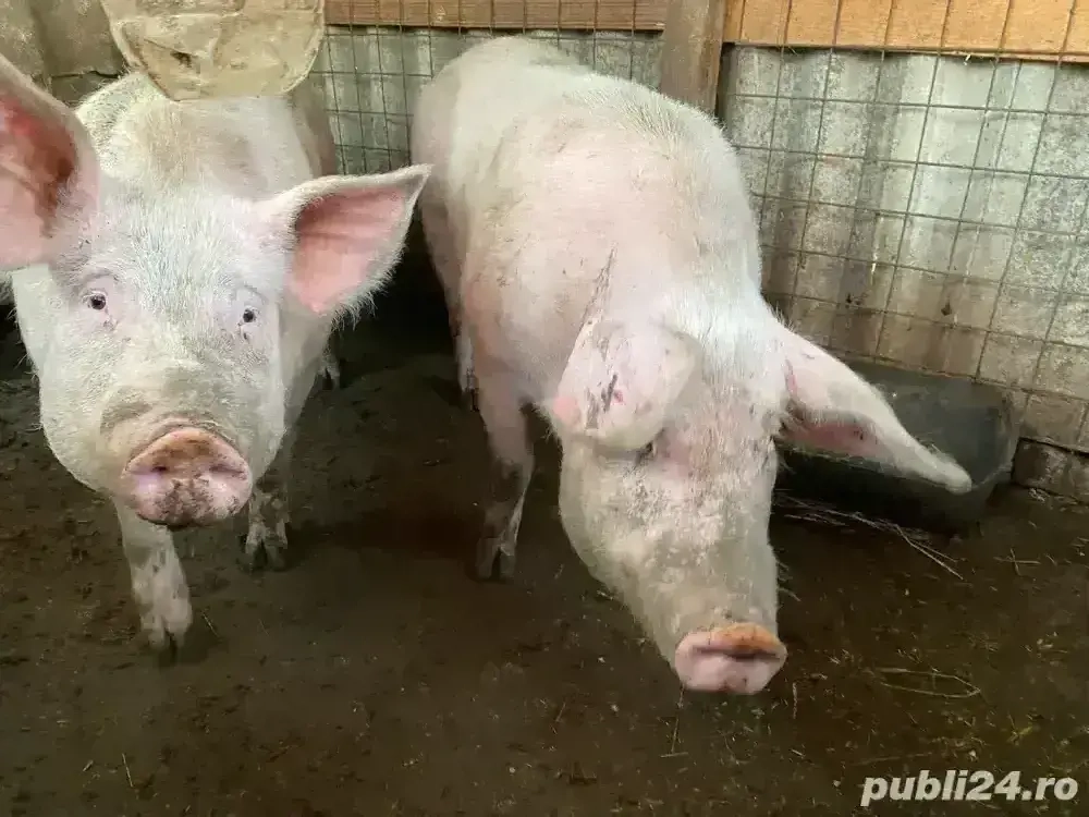 PORCI de vânzare