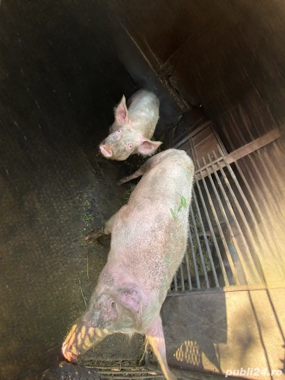 porci de vânzare sau schimb porci de vânzare sau schimb