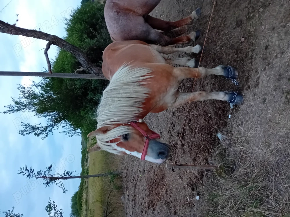 Vând un mânz șarg bun