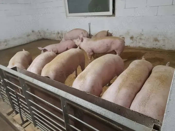 Vând porci Vând porci