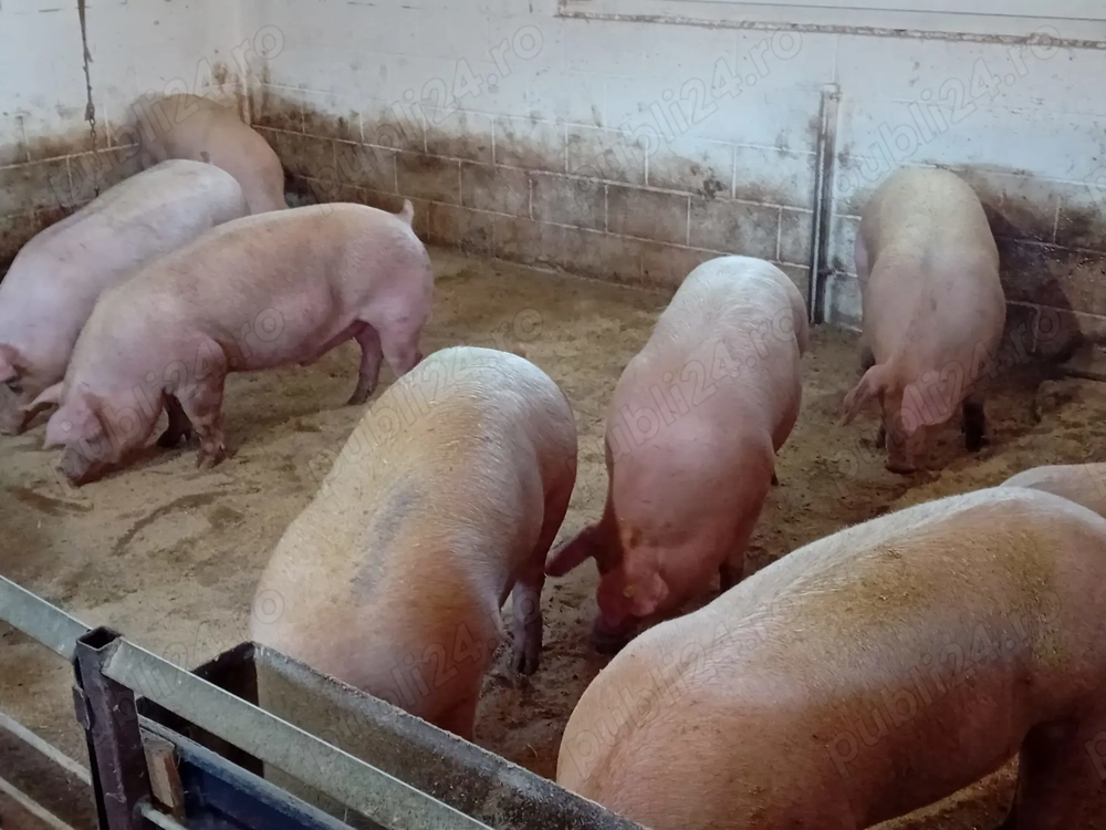 Vand porci de carne Vand porci de carne