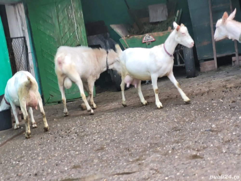 De vanzare Eladó  De vanzare Eladó