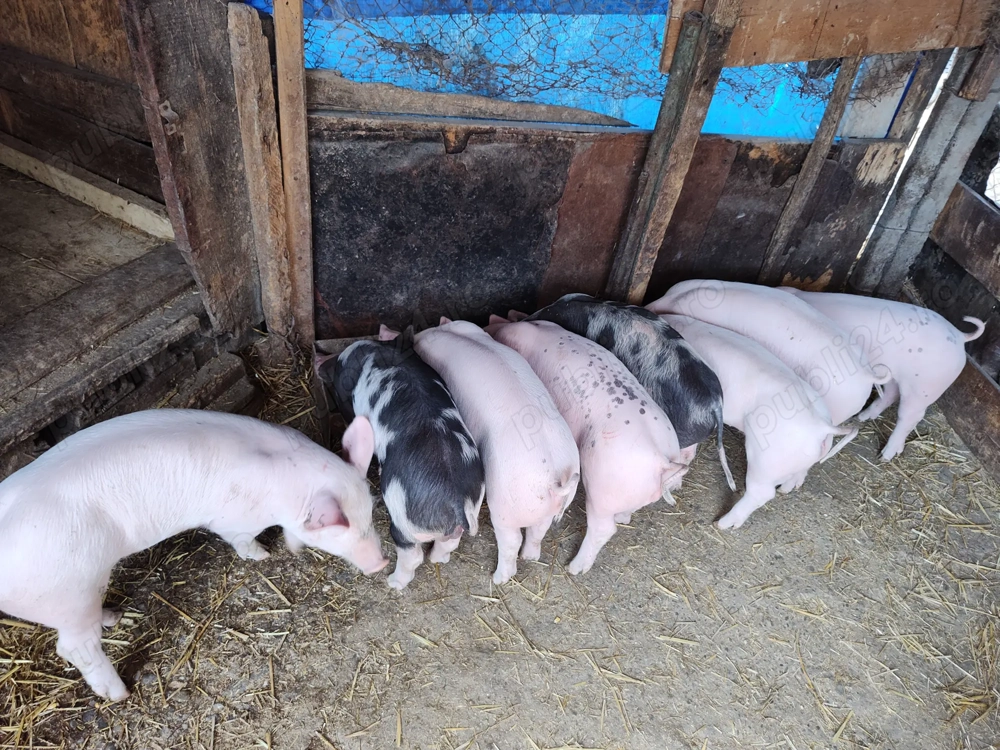 Vând purcei rasă de carne 