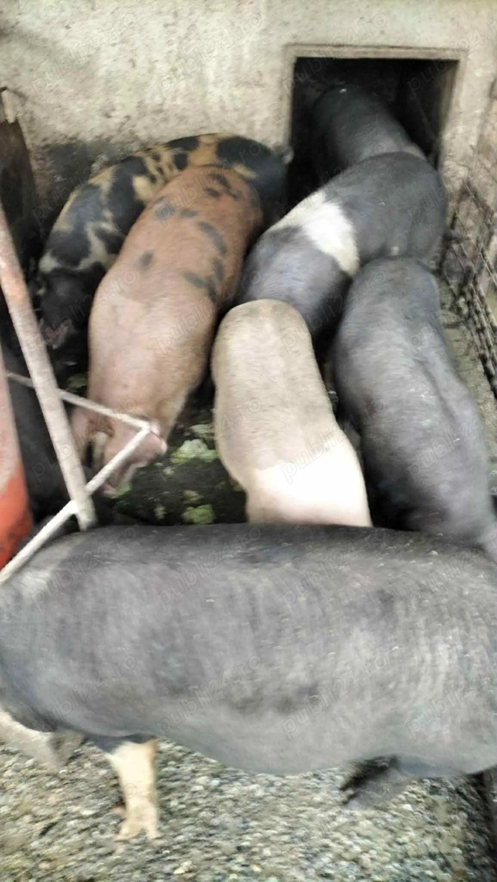 Porci de vânzare sacrificare posibilă Porci de vânzare sacrificare posibilă
