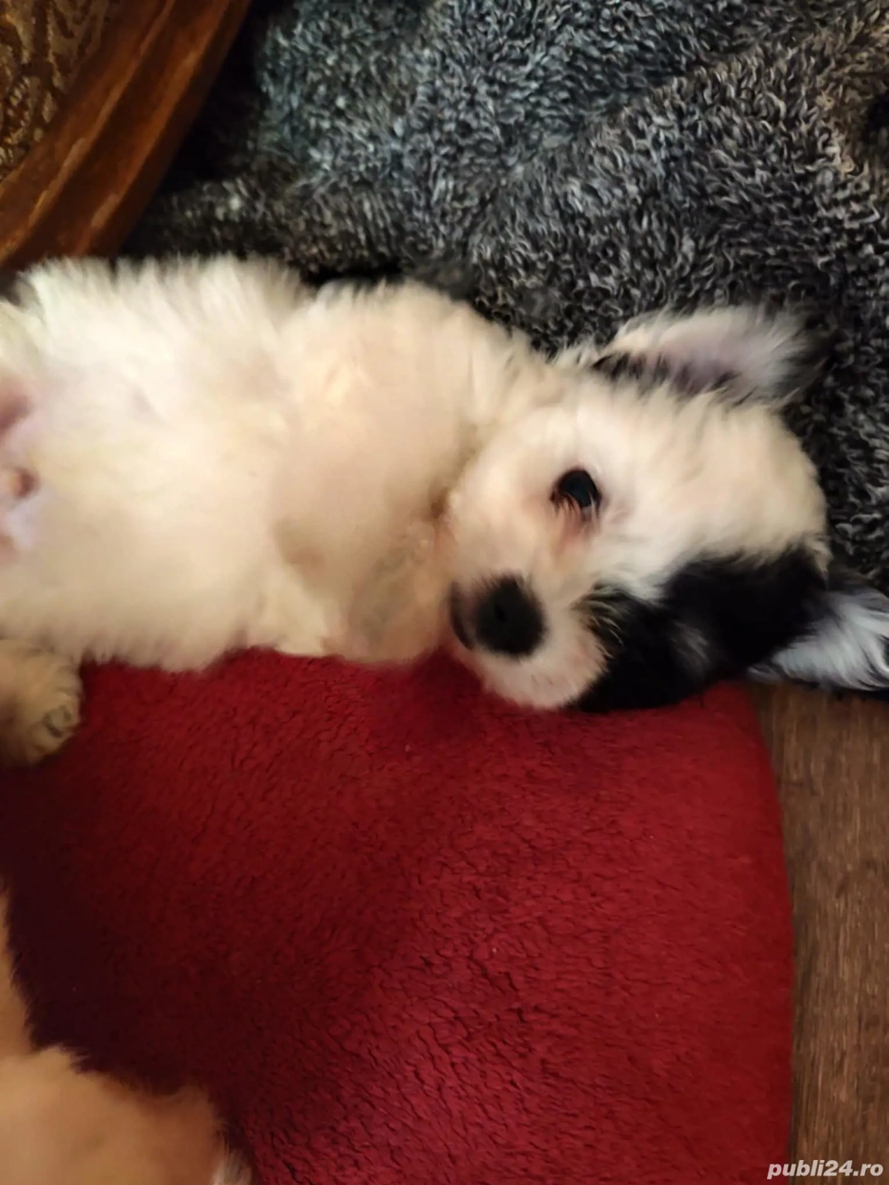 Bichon havanez 3baieti Bichon havanez 3baieti