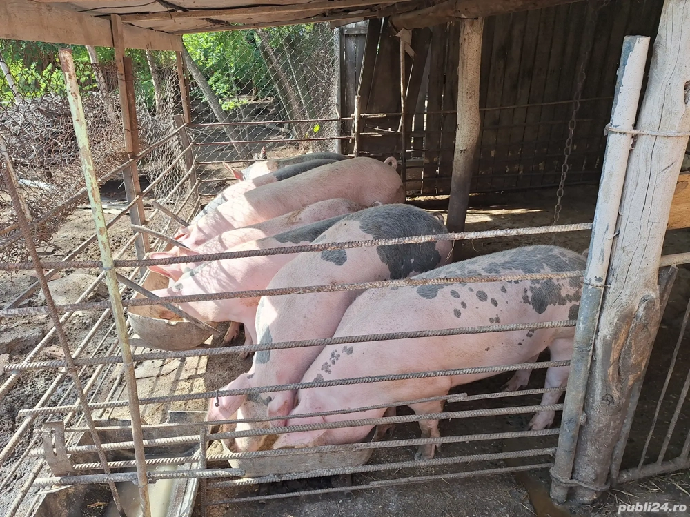 Porci de Rasa Porci de Rasa