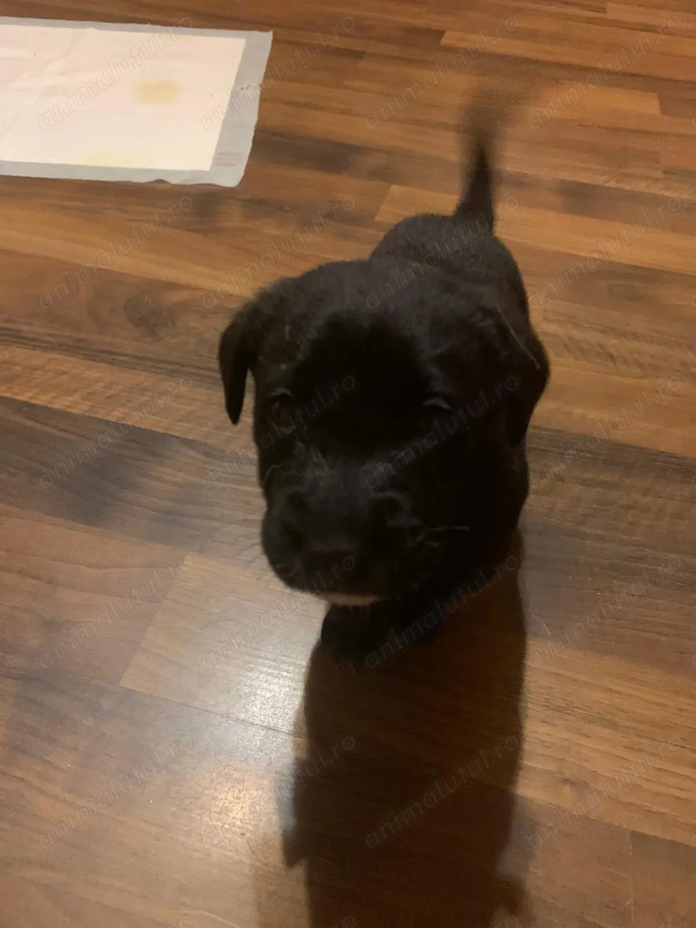 Donatie pui labrador