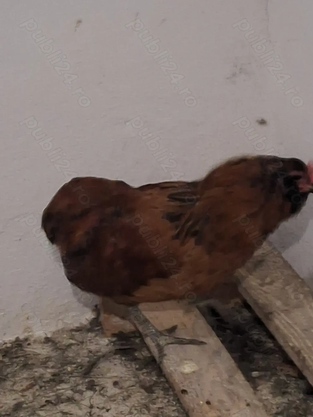 Cocos araucana in vârstă de șapte luni.