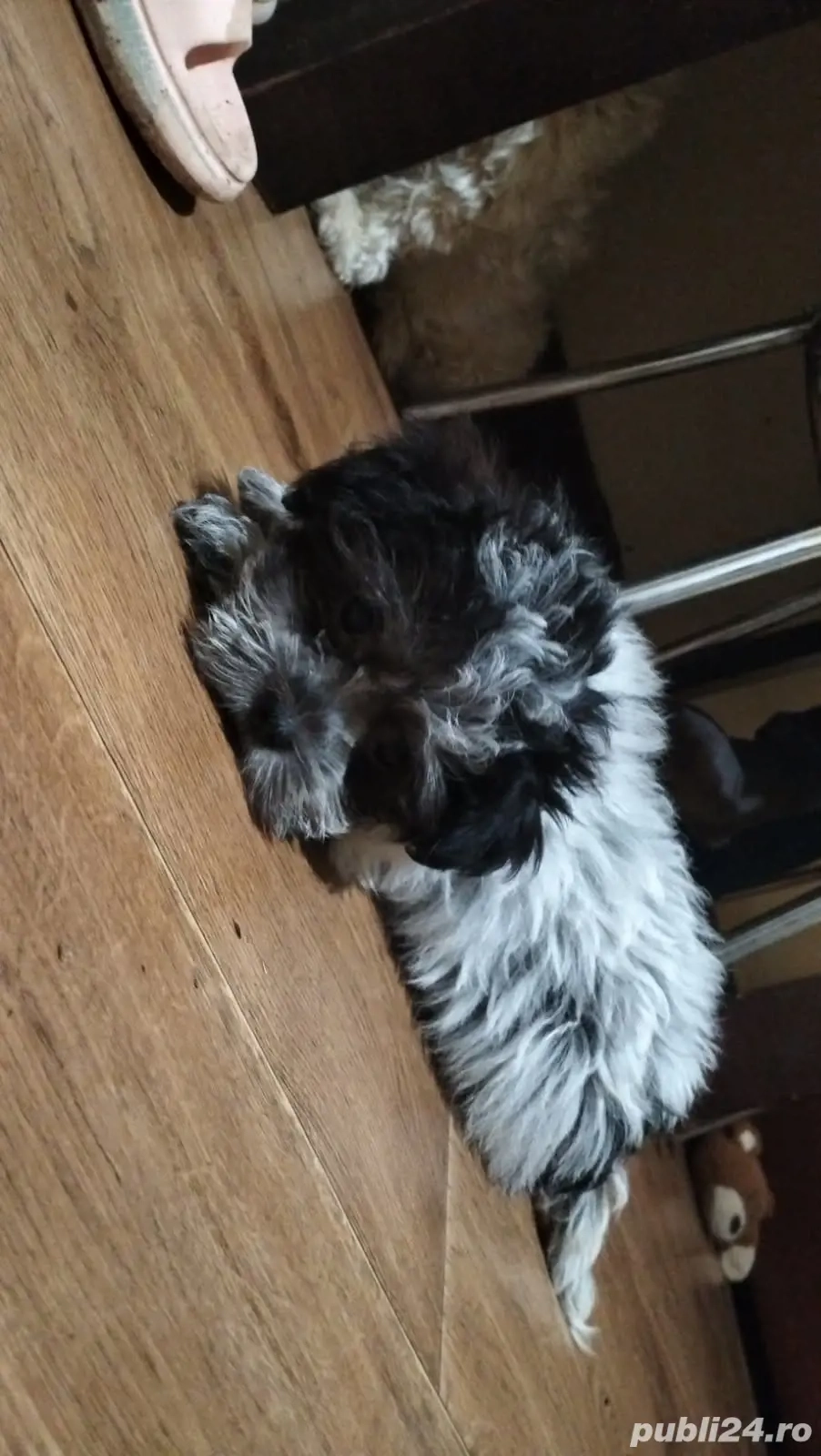 vând pui de Bichon  vând pui de Bichon