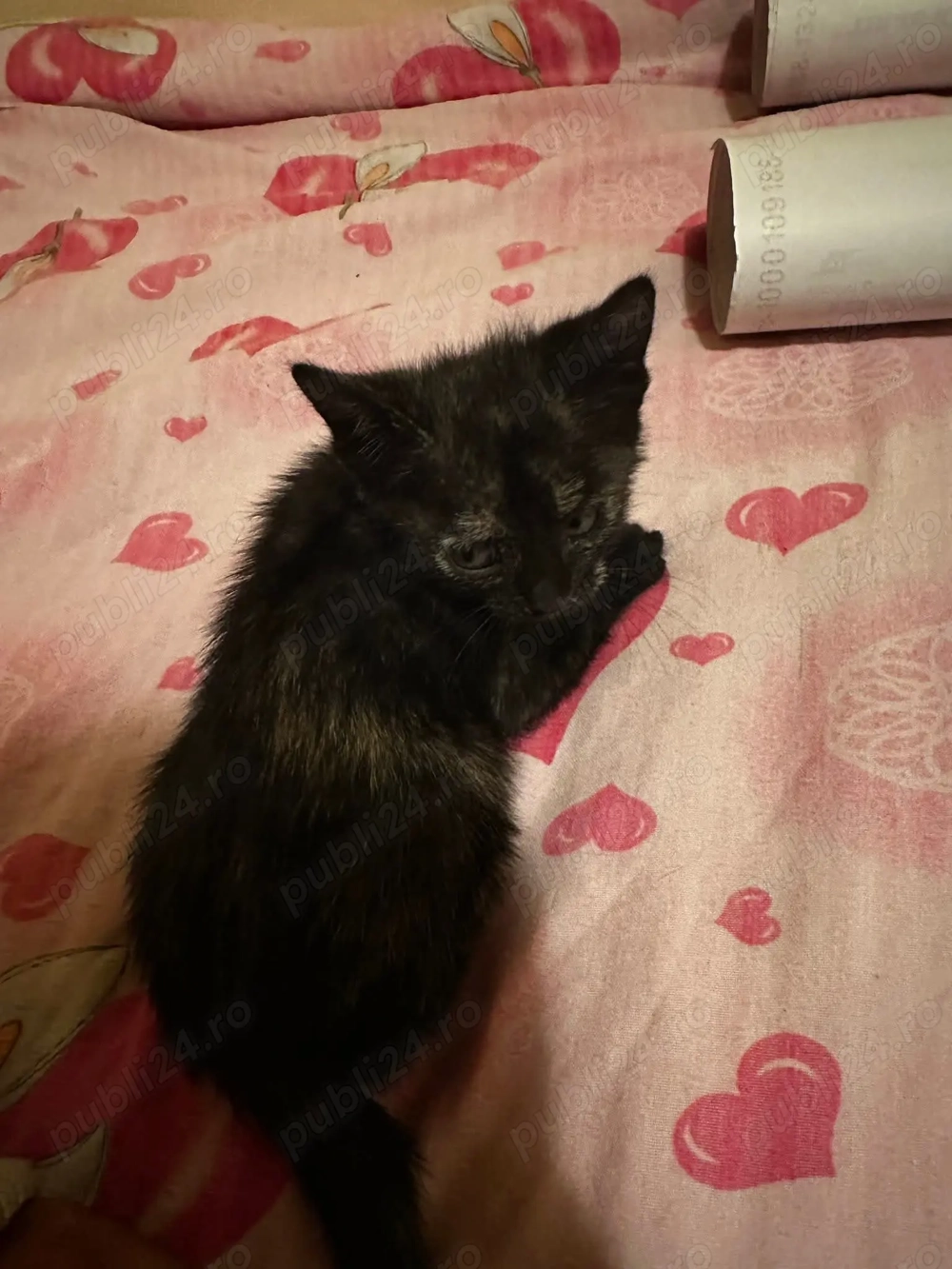 Donez un pui de pisica 