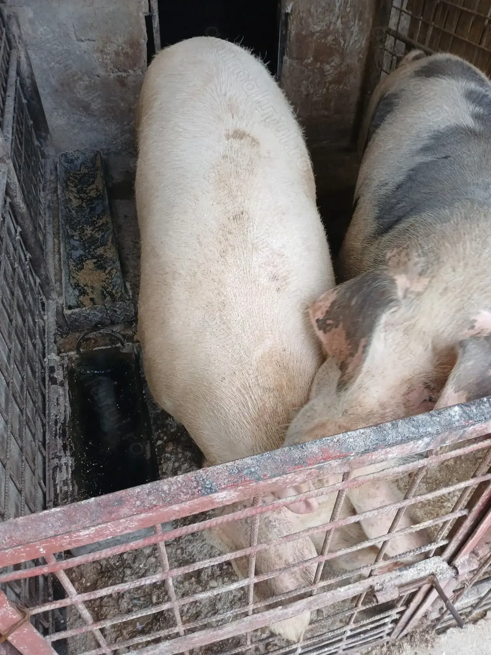 Vand porci pt Craciun