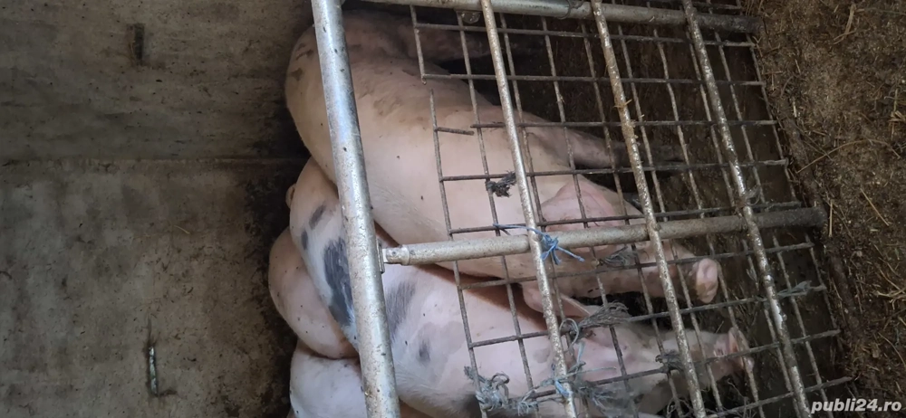 se vinde de crăciun 