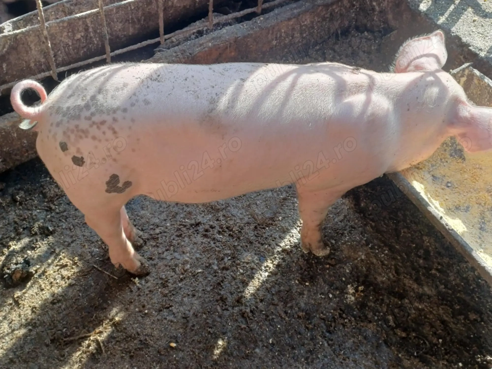 Purcei    jud buzau  buzau