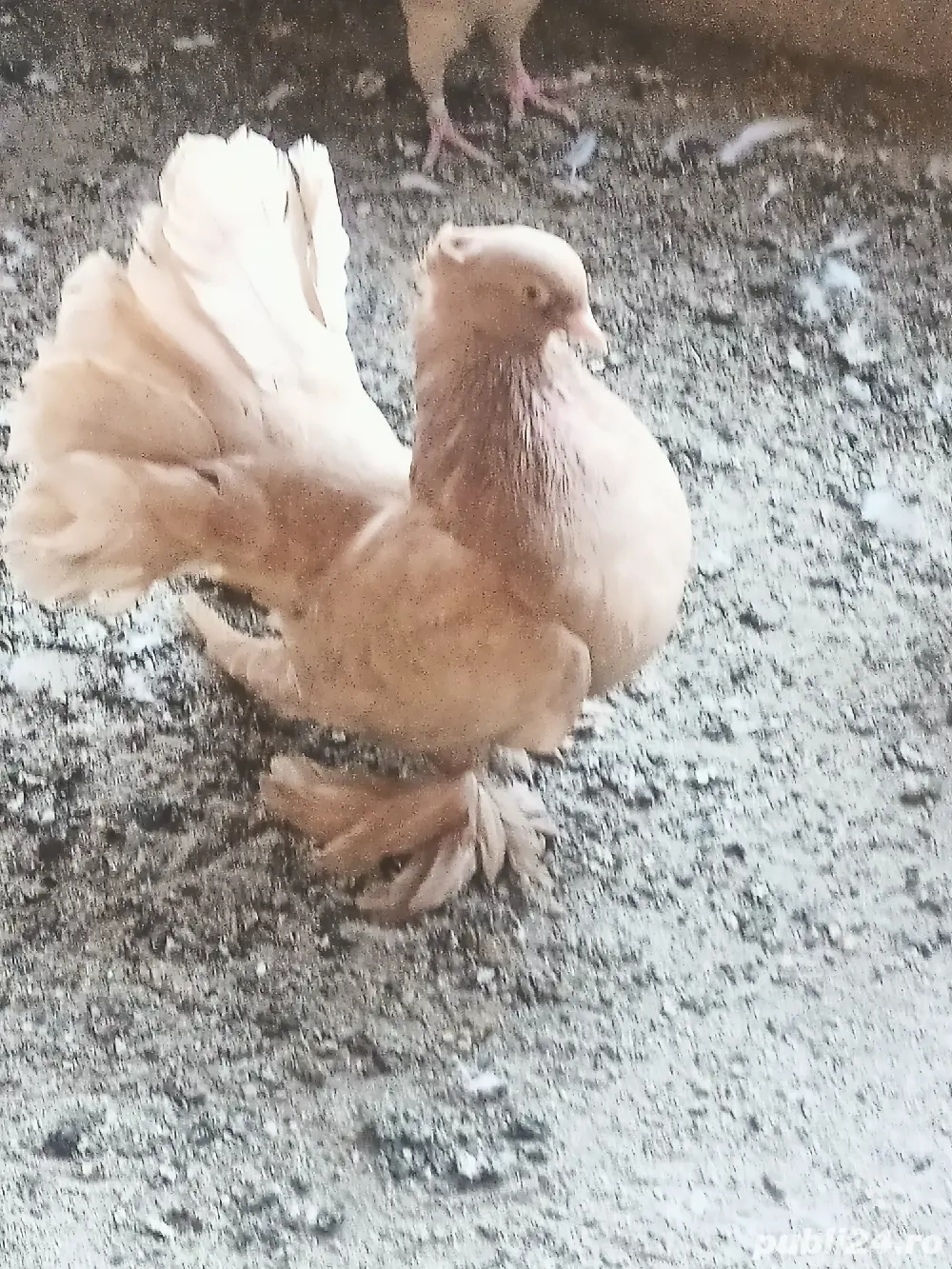 Porumbei Voltați indieni