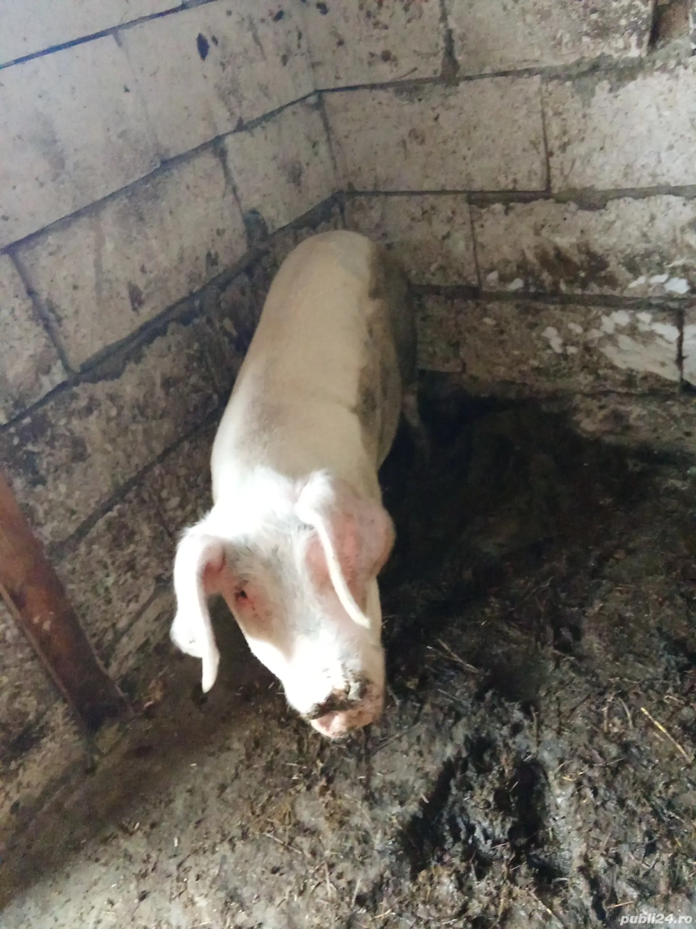 vând purcica gestantă  vând purcica gestantă