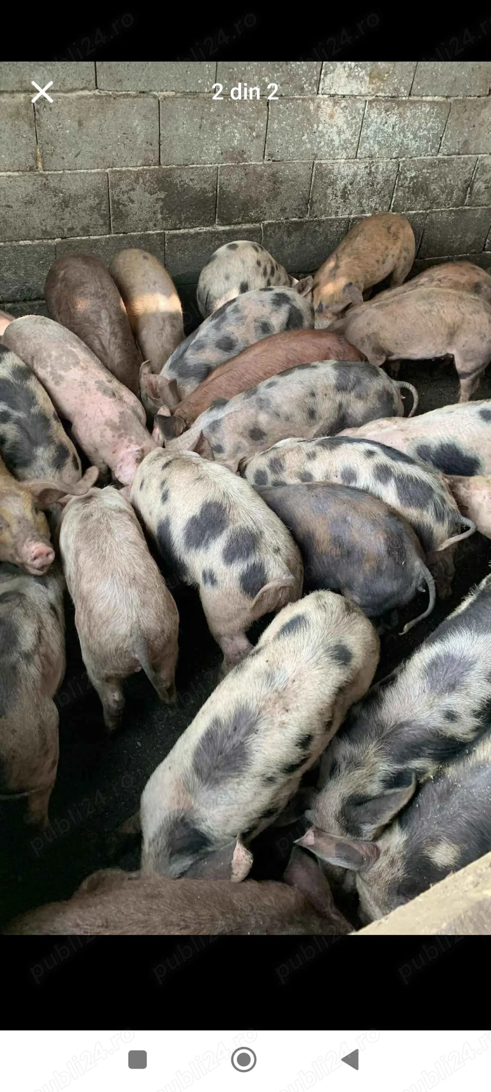 Purcei, porci, purcele