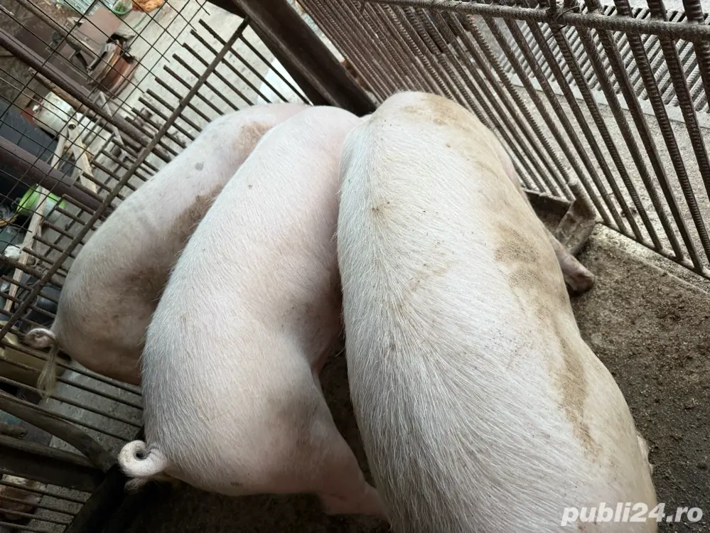 vand porci de rasa vand porci de rasa