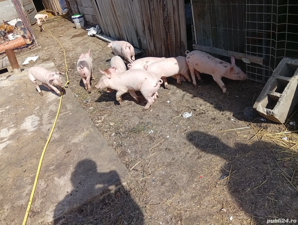 vand purcei  vand purcei