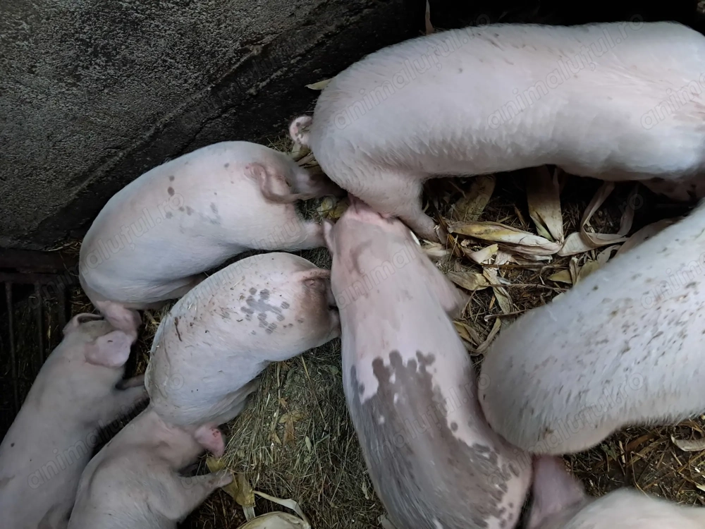 Purcelusi de vanzare