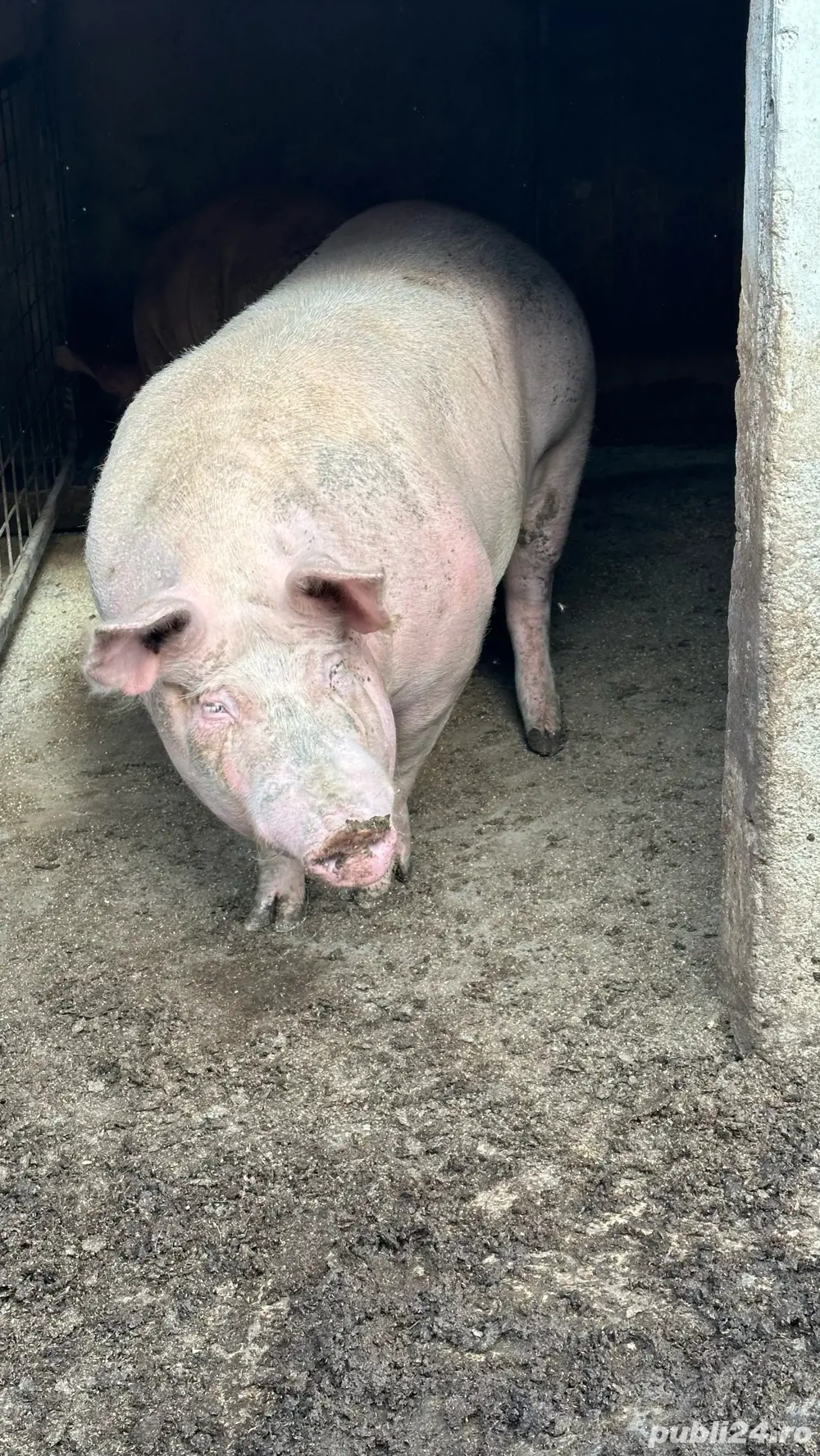 Porc pentru sacrificat Porc pentru sacrificat