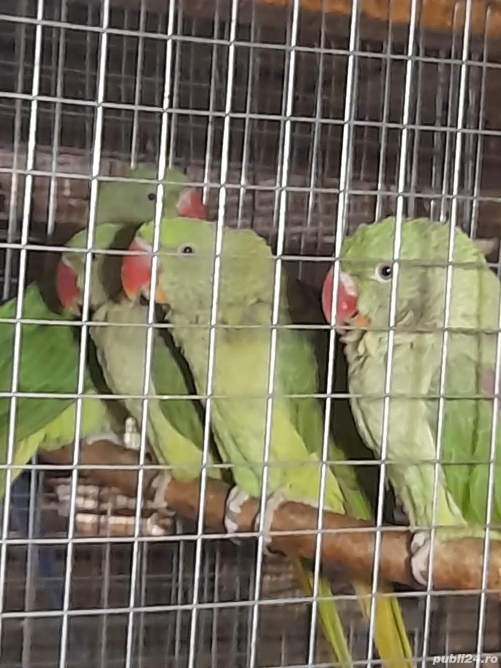 păsări exotice 