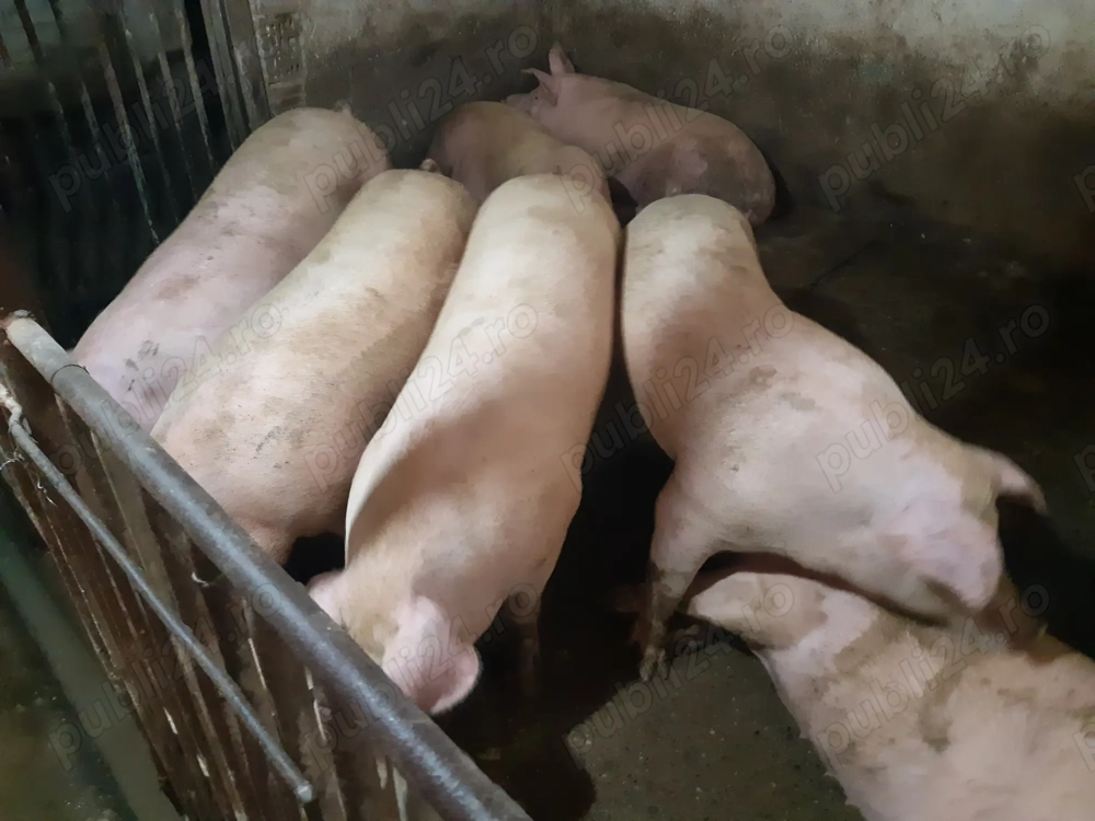 Porci 100-280kg Rasă Carne