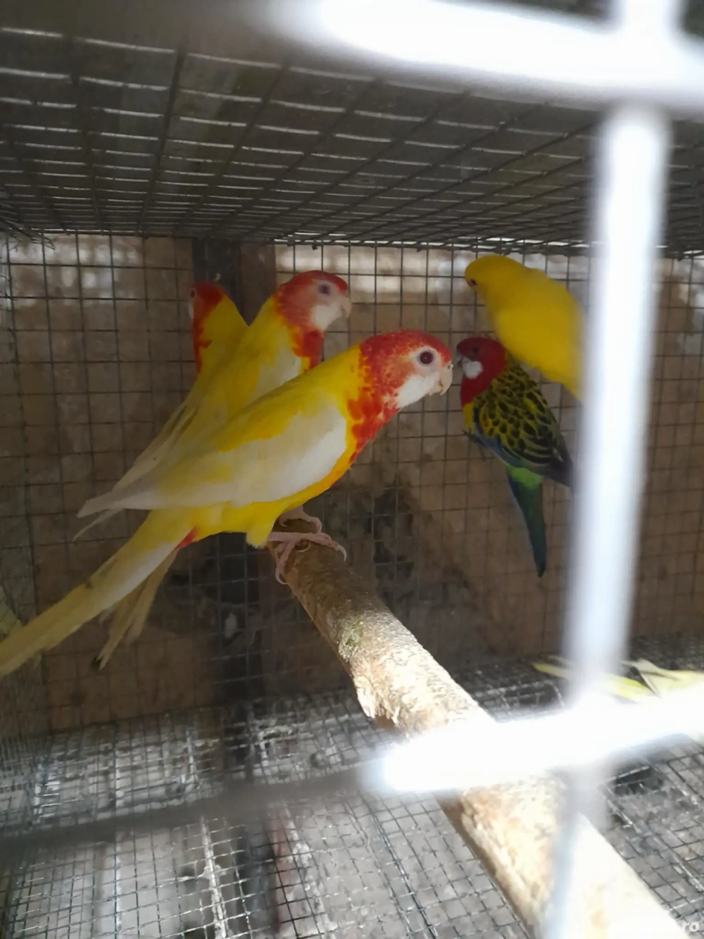 păsări exotice păsări exotice