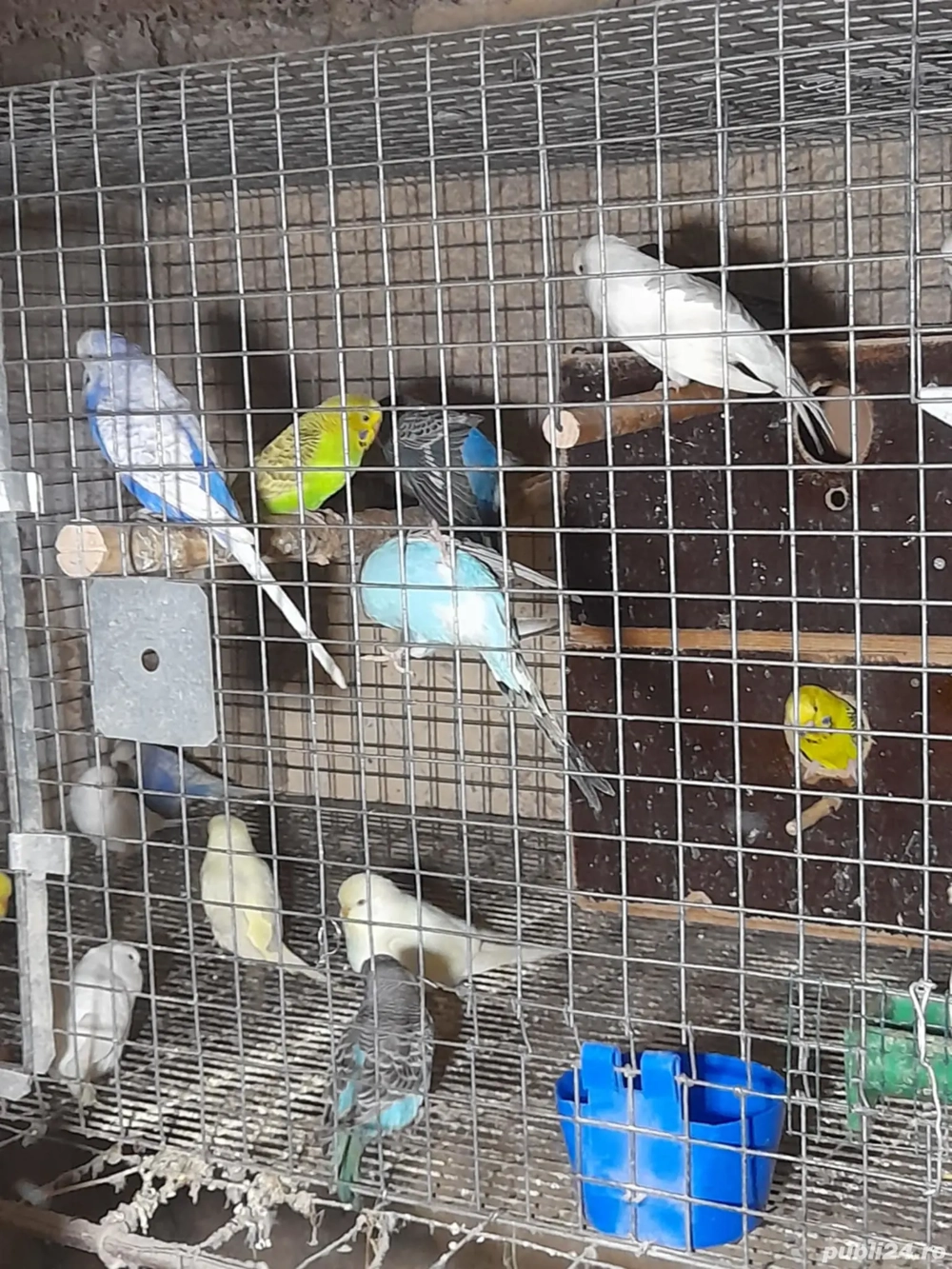 păsări exotice  păsări exotice