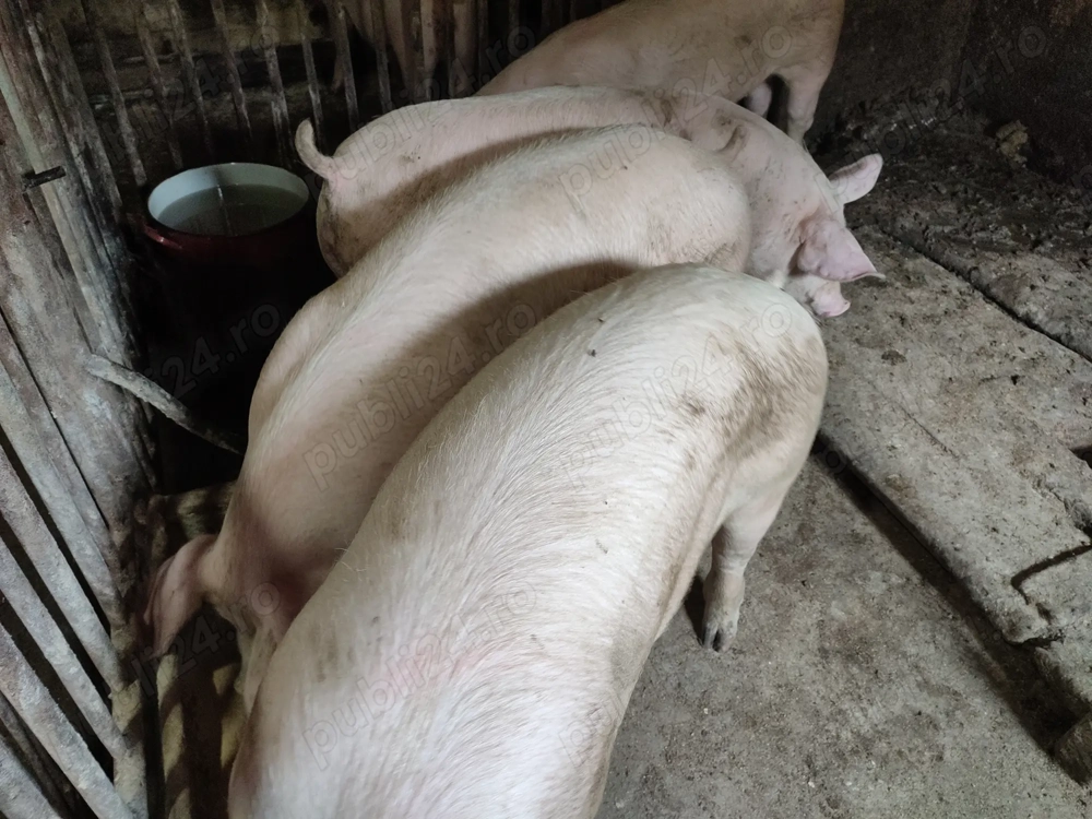 Porci de Tăiat rasă Carne