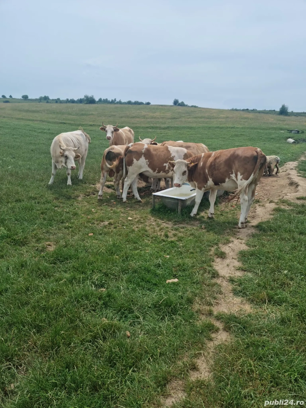 Vand vaci  Vand vaci