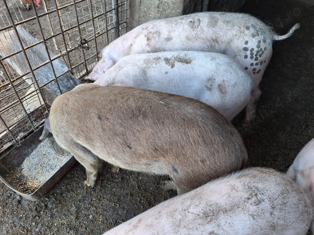 Vad porci de rasa Vad porci de rasa