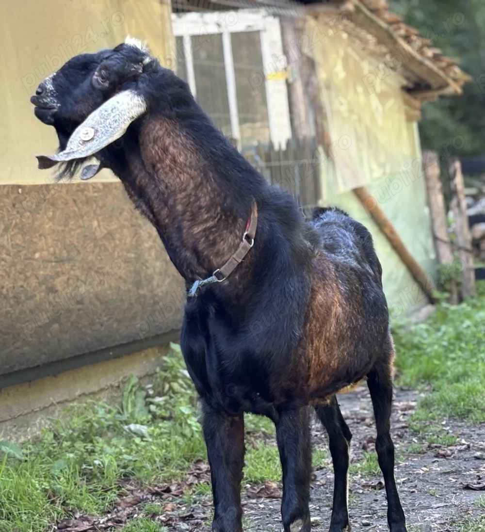 Schimba locatia tap anglo nubian 3 ani si 11 luni