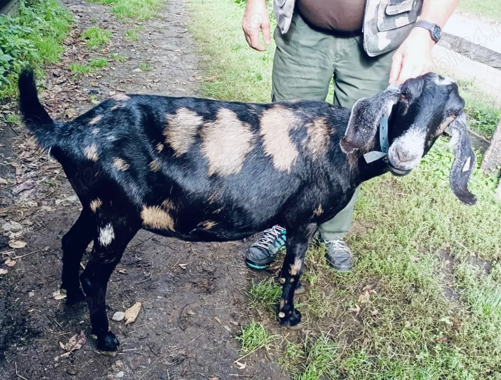 Capra anglo Nubiana de vânzare gestantă  Capra anglo Nubiana de vânzare gestantă