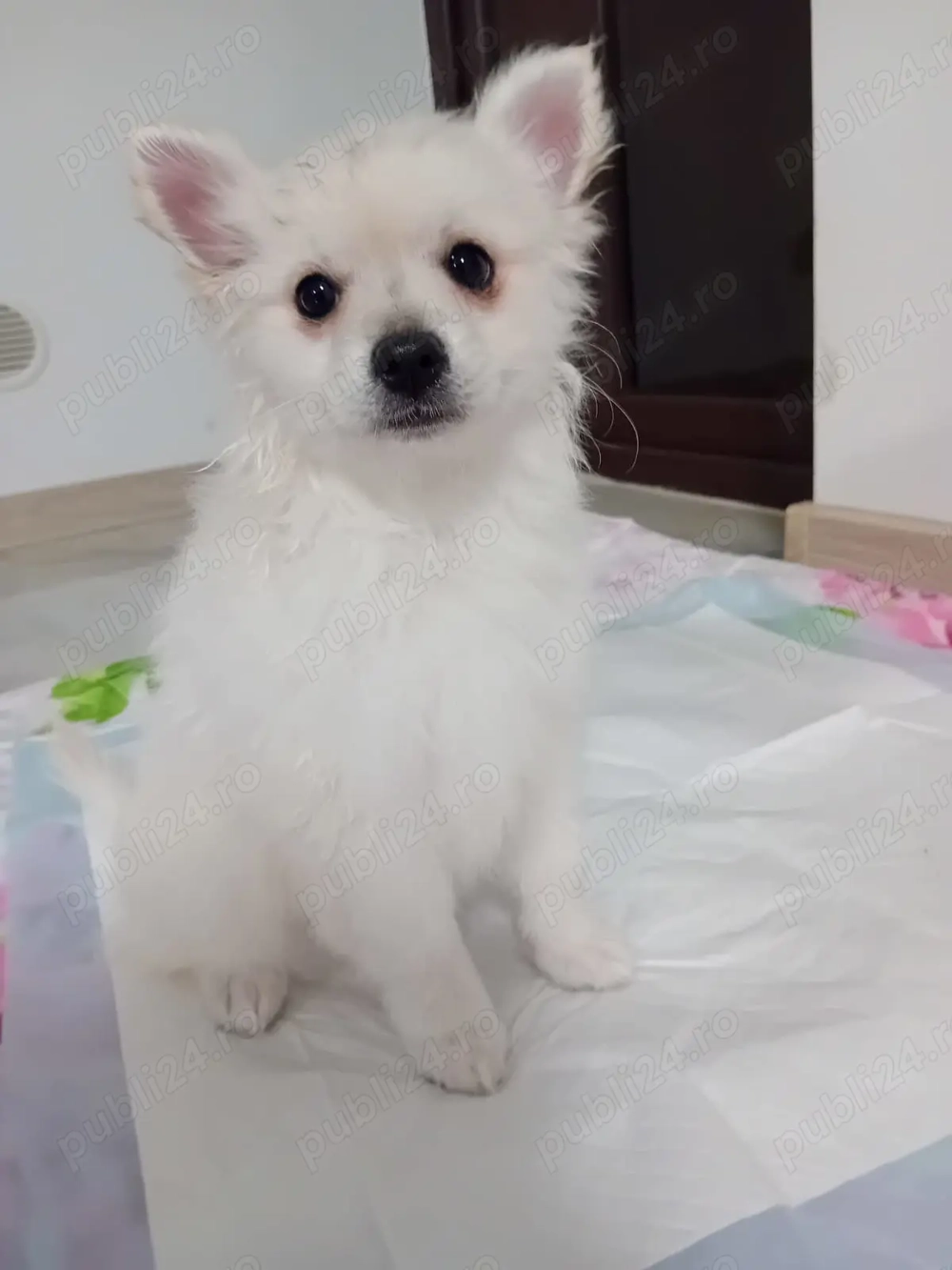 Cățeluși pomeranian spitz de talie mica 