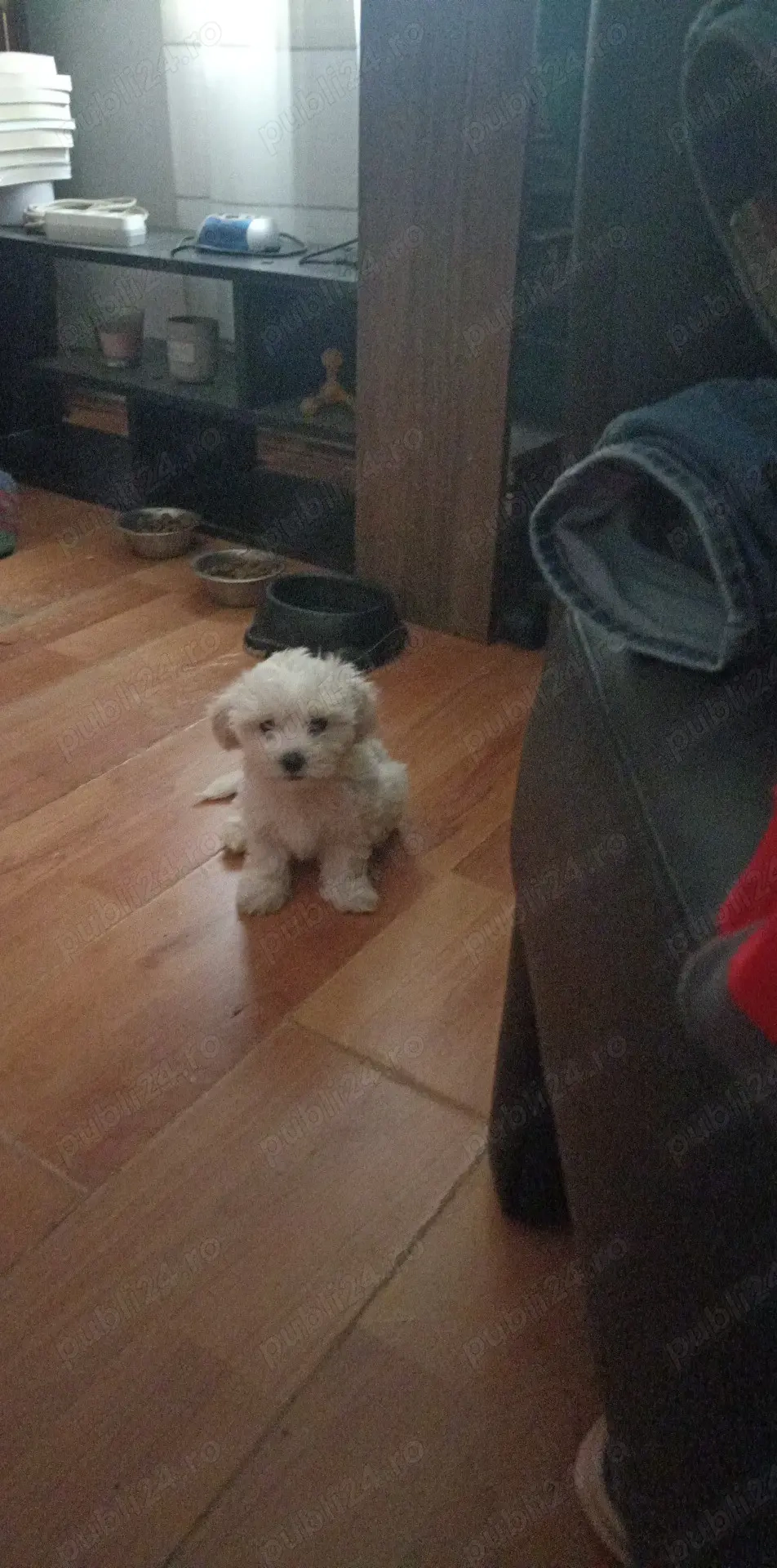 Pui bichoni de 8 săptămâni Pui bichoni de 8 săptămâni