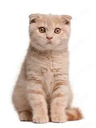 scottish fold cream asigur transport contra cost