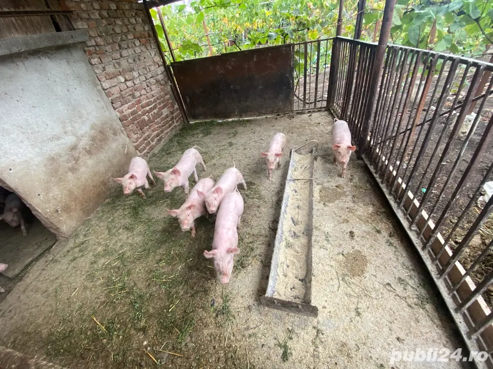 Purcei de 7 săptămâni.  Purcei de 7 săptămâni.