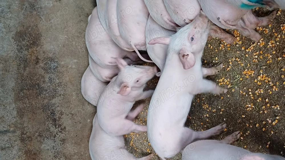 Purcei de vânzare  Purcei de vânzare