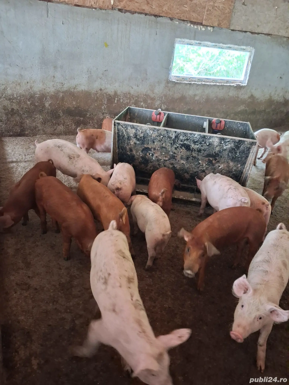 de vanzare de vanzare