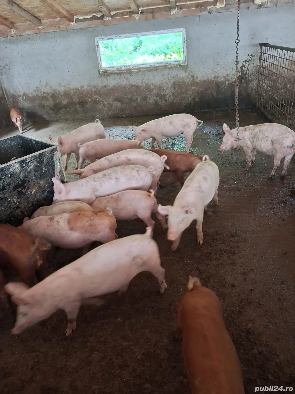 de vanzare de vanzare