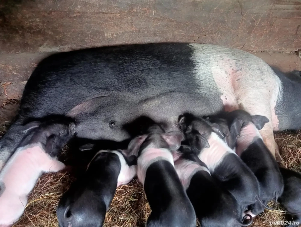 scroafă cu purceii  scroafă cu purceii